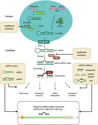 MiRNA Regulatory Functions in Photoreceptors